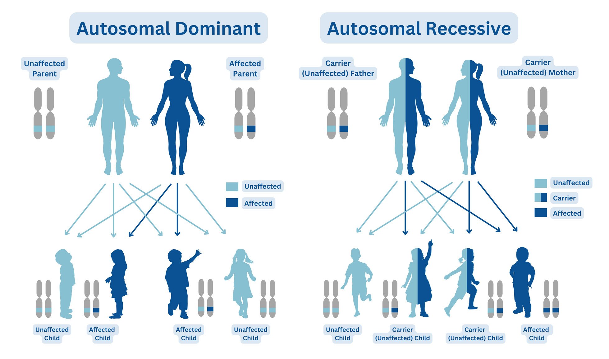 Autosomal Dominant & Recessive