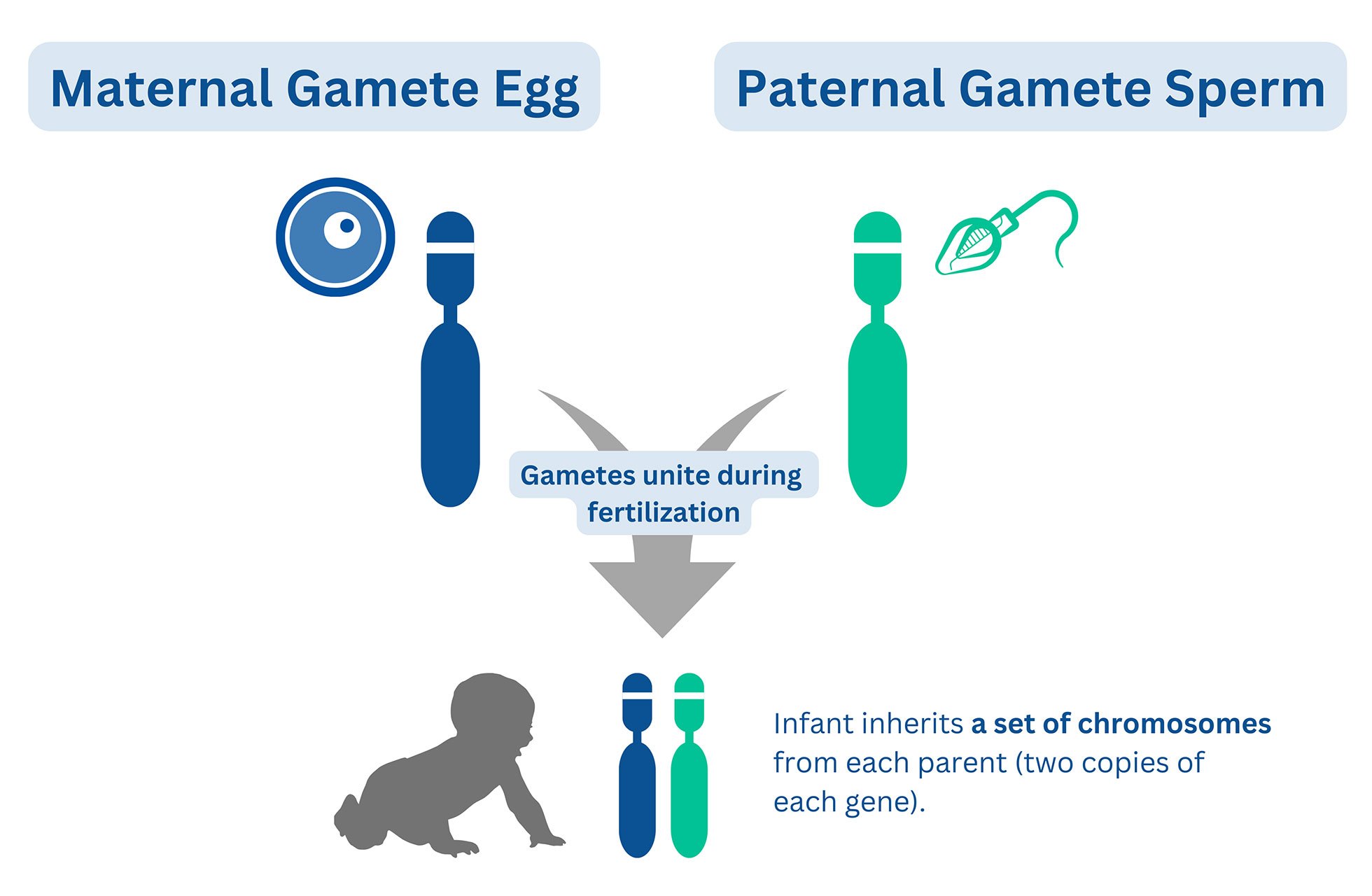 Maternal & Paternal Gamete